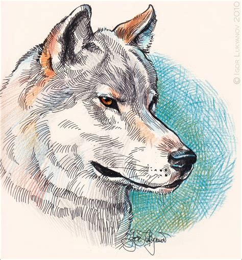 Line drawings of each animal were taken from a single source. Realistic Wolf Drawing | Wolf drawing, Animal drawings, Drawings