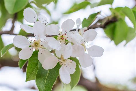 Flowering Branch Of Pear Blooming Spring Garden Stock Image Image Of