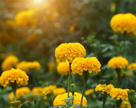 Bunga Marigold Ciri Arti Makna Filosofis And Jenisnya Three Bouquets