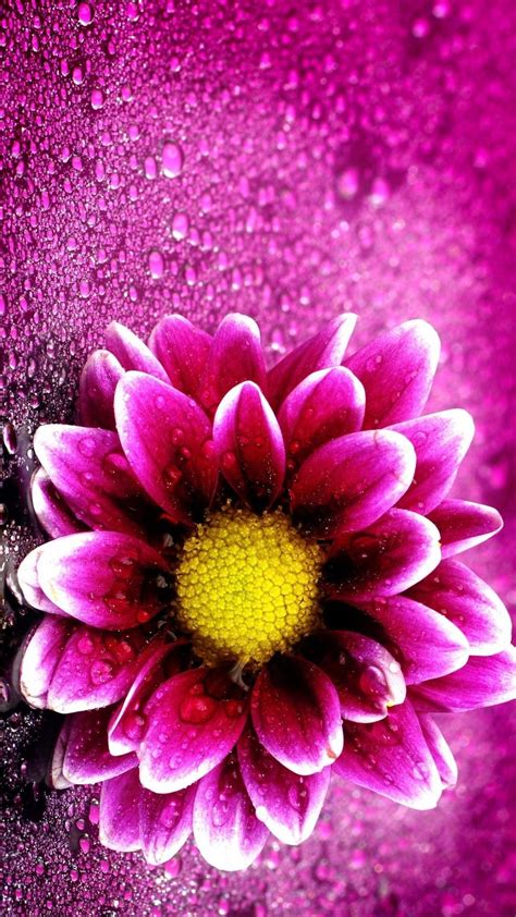Awesome Pink Flower Wallpaper For Iphone And Pics In 2020 Flower