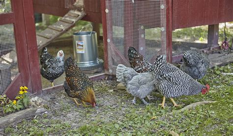 Why Keeping Backyard Chickens Is Important Miller Manufacturing