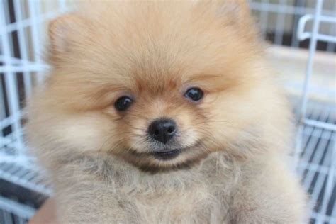 Read our pomeranian buying advice page for information on this dog breed. LovelyPuppy: 20130625 Tiny Pomeranian Puppy With MKA Cert