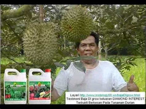 Baja ini mampu menggalakkan pertumbuhan tanaman sehingga 70% dan. Testimoni Penggunaan Baja DI Grow Pada Tanaman Durian ...