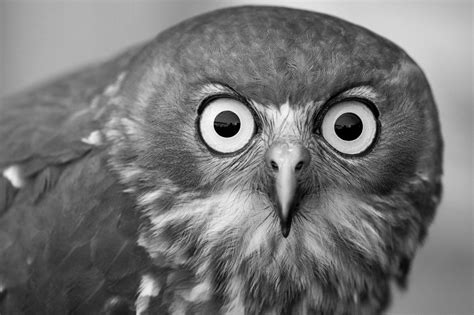 Animal Faces In Black And White Photo Contest Winners