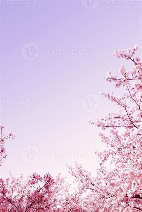 Beautiful Spring Flower Cherry Blossoms Sakura Flower With Beautiful