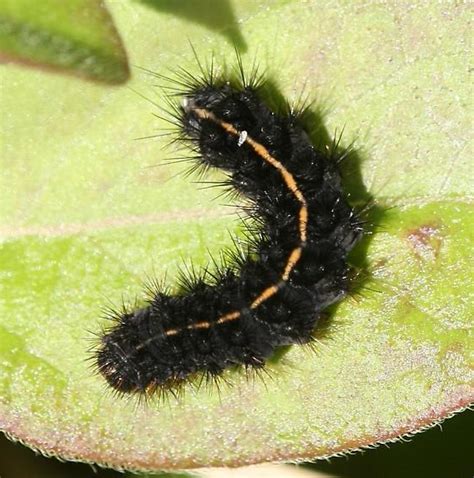 Black Caterpillar With Yellow Stripe Apantesis Bugguidenet