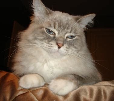 We dearly love our ragdoll cats and kittens. Skyy -Blue Lynx Mitted Ragdoll Cat.