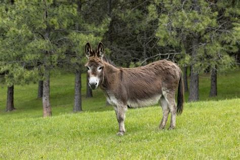 How Long Does A Miniature Donkey Live What You Need To Know Pet Keen