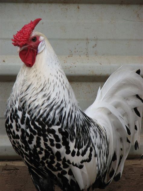 Where did the silver spangled hamburg chicken come from? Silver Spangled Hamburg | Chicken breeds, Chickens ...