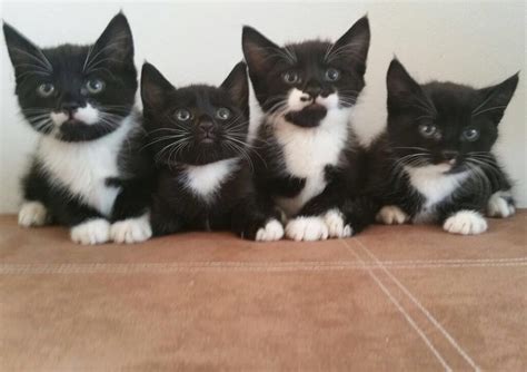 4 Black And White Tuxedo Kittens For Sale In Enfield London Gumtree