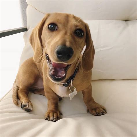 Shop target for dog supplies you will love at great low prices. "My face when someone mentions ice cream " | Dachshund ...