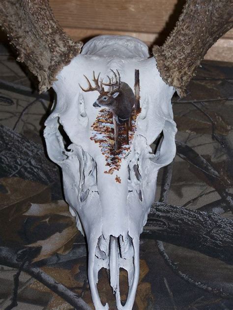 Image Detail For European Skull Mounts Ritch Miller Wildlife Gallery