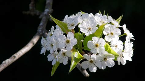Tree With White Flowers That Smell Good Bindu Bhatia Astrology