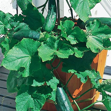 Bush Crop Cucumber Plants For Sale Free Shipping