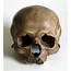 Human Skull Replica  Etsy