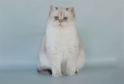Pedigree cat rescue and rehoming centres. Ragdoll Cat Rescue Washington State