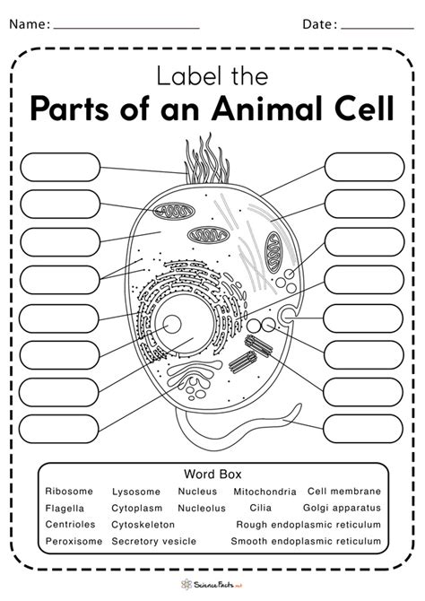Biology Cell Structure Worksheet