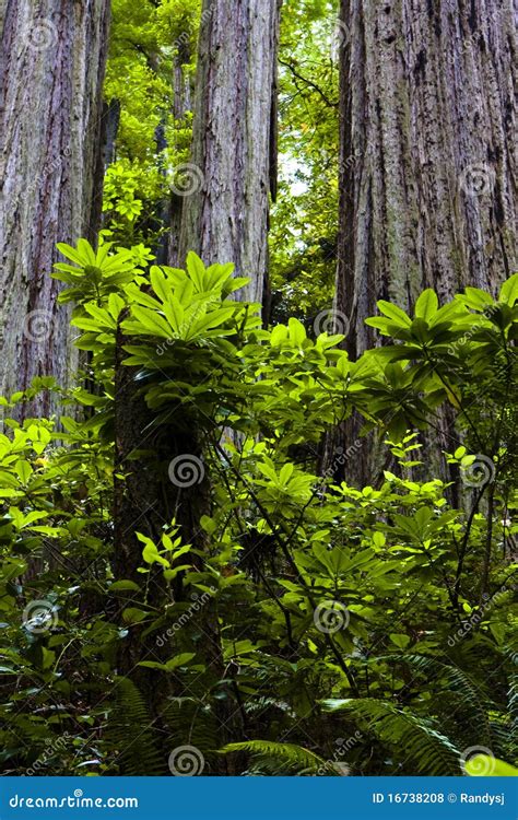 Redwood Foliage Stock Photo Image Of Plants Trunk Green 16738208
