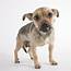 Puppy Snarling Posters & Prints By Corbis