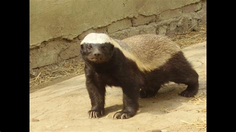 Real Honey Badger Still Badass But Not On Steroids Natureismetal