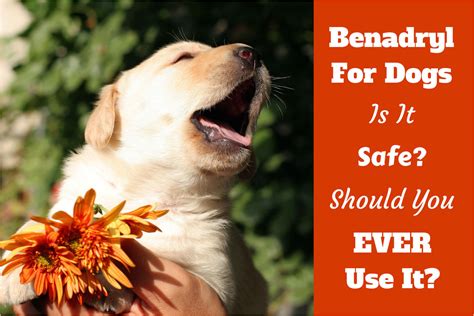 Veterinarians often recommend that people start with a some dogs develop an allergic reaction to benadryl. How to Euthanize A Dog with Benadryl | AdinaPorter
