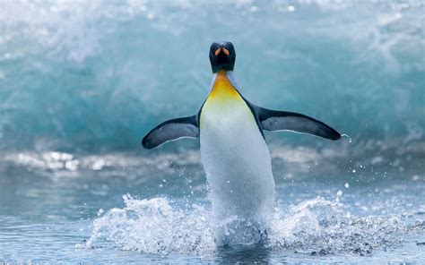 Picture of a water skiing penguin | HD Animals Wallpapers