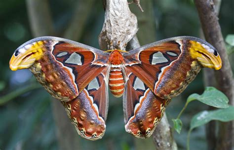20 Moth Species More Beautiful Than Butterflies
