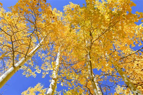 Fall in Flagstaff, Arizona - seasons in the desert? - Periodic Adventures