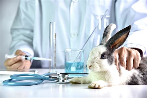 Animal Research Pictures