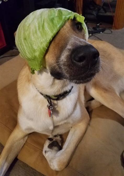 Psbattle Dog With Lettuce On Head Rphotoshopbattles