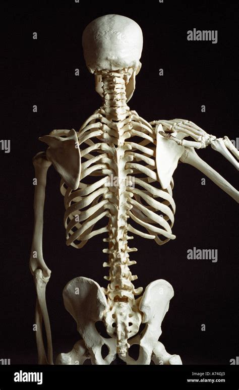 Skeleton From Rear Showing Backbone And Vertebrae Stock Photo 6698018
