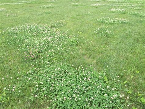 White Clover Exploding In Lawns Msu Extension