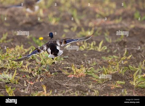Green Winged Teal In Flight Hi Res Stock Photography And Images Alamy