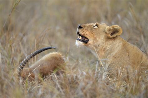 Malcolm Schuyl Wildlife Photography Lioness Feeding