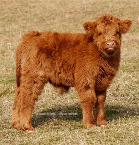 Highland Calf So Cute Fluffy Cows Cow Baby Cows
