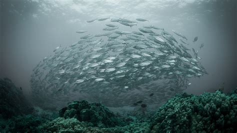 4552575 Water Nature Underwater Sea Fish Shoal Of Fish Coral