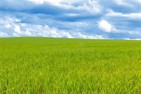 Green Wheat Field With Cloudy Sky Stock Image Image Of Spring Cereal