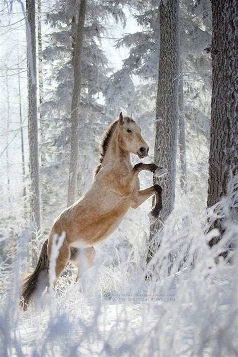 Variette Horses In Snow Cute Horses Pretty Horses Wild Horses