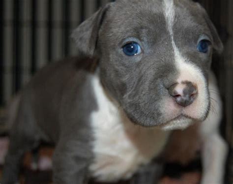 Grey Pitbull Puppy With Blue Eyes Pitbull Puppies