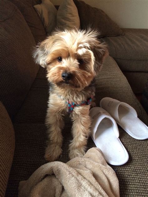 Mcgobrown Full Grown Yorkie Poo 48