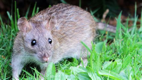 Hantavirus' is a family of viruses that spread by rodents. What Is Hantavirus? - Is Hantavirus Dangerous in the ...