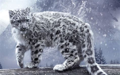 Wallpaper Animals Nature Winter Big Cats Lynx Snow Leopards