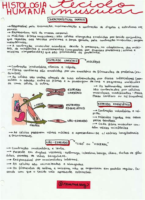 Mapa Mental Tecido Muscular