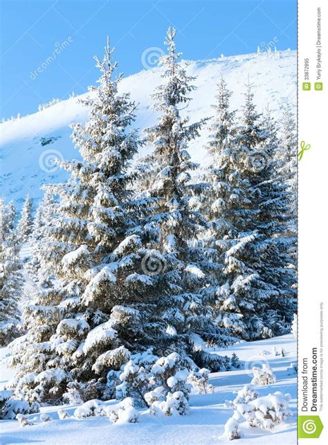 Sunrise And Snowy Trees On Hill Stock Image Image Of