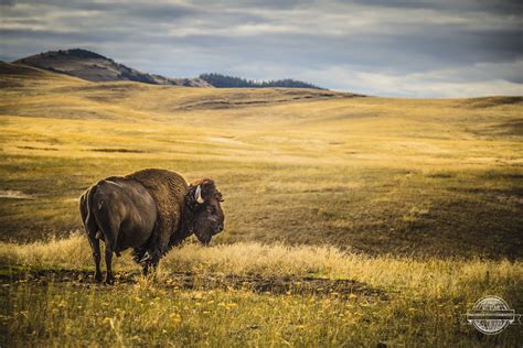 American Bison At The National Bison Range Refuge Complex Etsy