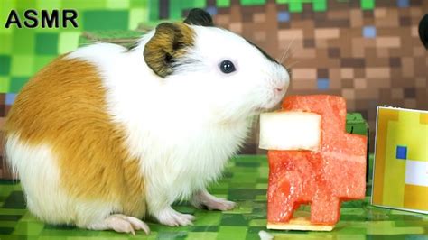 Asmr Amongus Minecraft For Guinea Pig Hamming Life Asmr Youtube