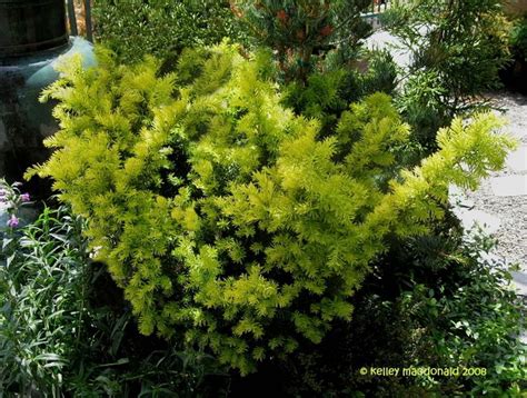 Full Size Picture Of Japanese Yew Dwarf Bright Gold Taxus Cuspidate