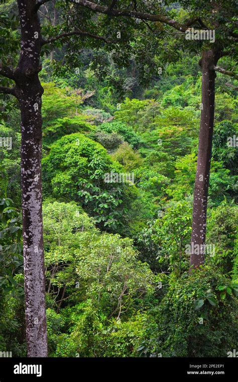 Malaysia Sabah Sepilok Rainforest Flora Vegetation Plants Trees