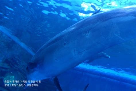 수족관 돌고래를 바다로 돌려보내야 하는 이유 김유민의 노견일기 네이트 뉴스