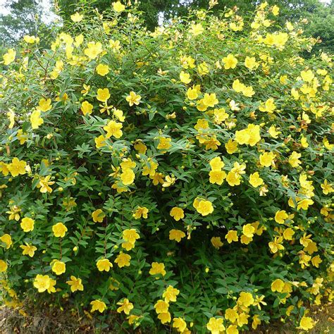 Hypericum 'hidcote' is a stunning, vibrant coloured plant that brings a splash of summer to the garden whilst attracting local bees and butterflies. Hypericum 'Hidcote' - Vente Millepertuis arbustif jaune